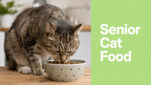 Cat Food for Older Cats: A Complete Feeding Guide