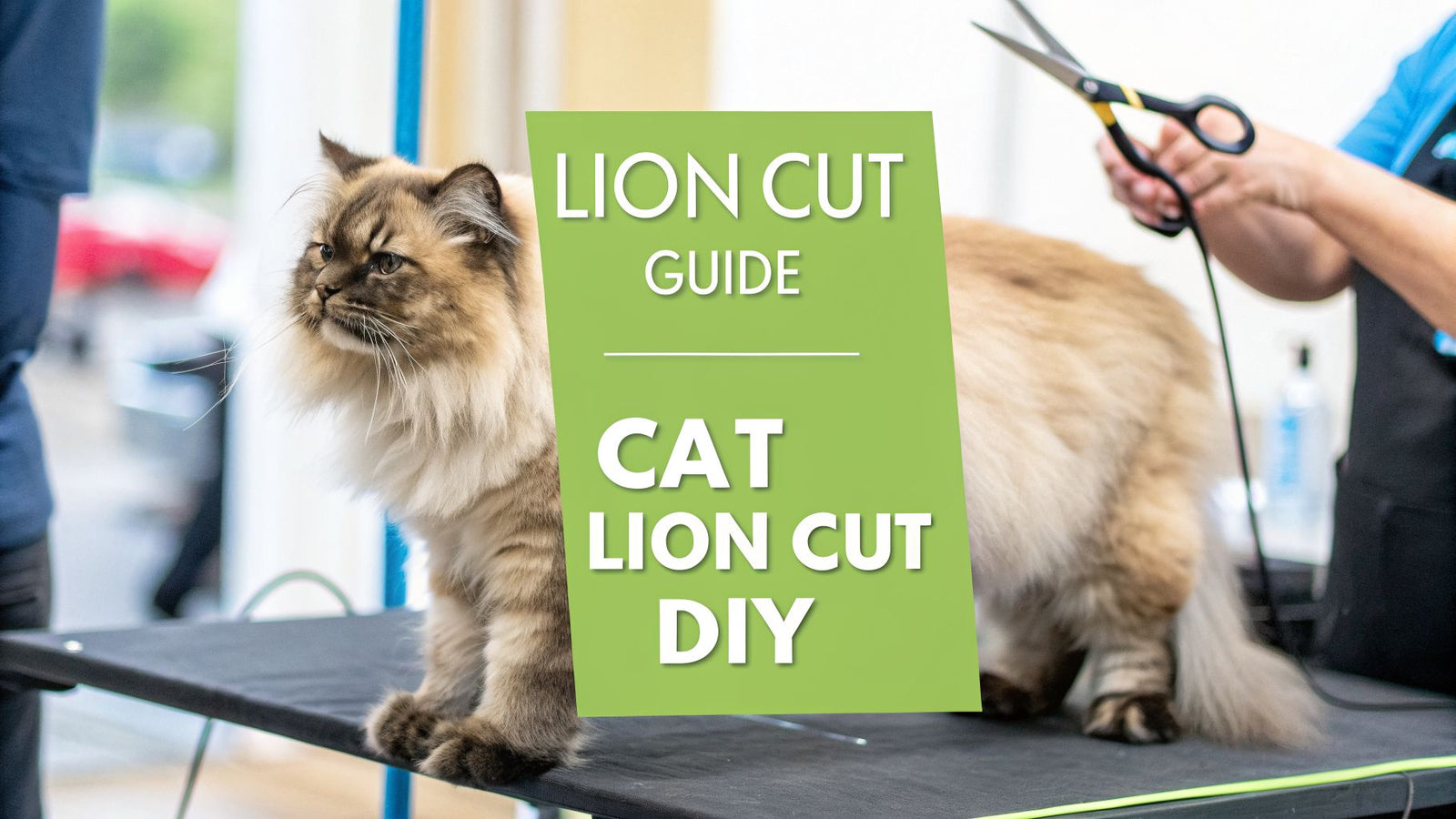 The Cat Lion Cut Guide for Owners: An Actionable Guide