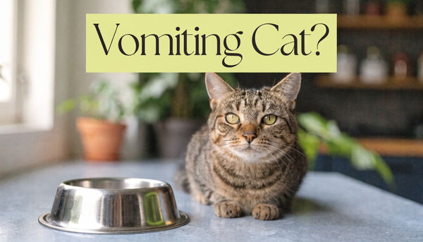 Cat Throwing Up after Eating: Vet Advice