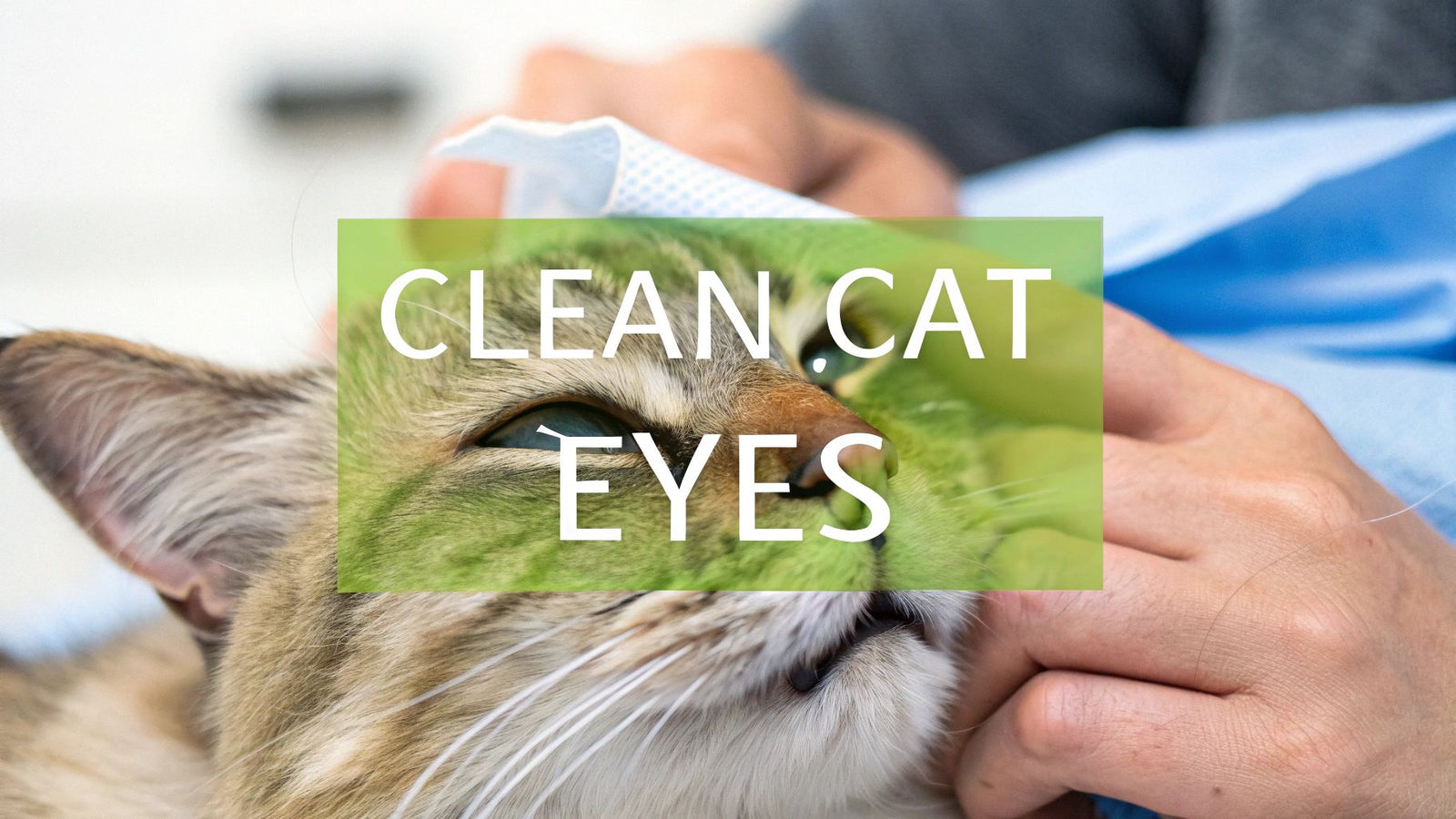 A Step-by-Step Guide to Cleaning Your Cat's Eyes at Home