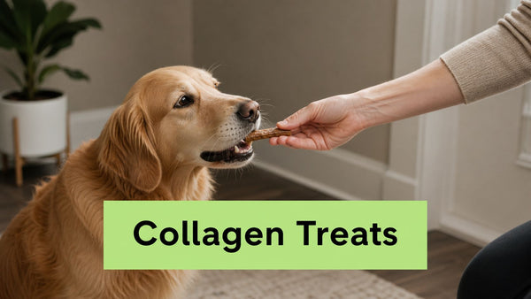 Collagen Treats for Dogs: A Practical Owner's Guide