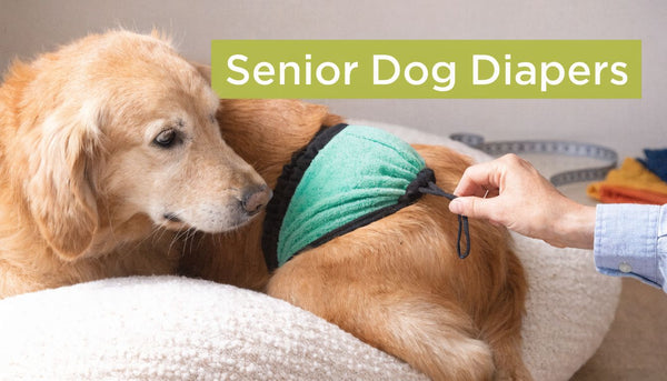 Dog Diapers for Senior Dogs: A Complete Guide
