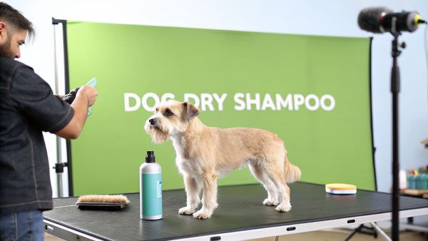 Your Complete Guide to Dog Dry Shampoo