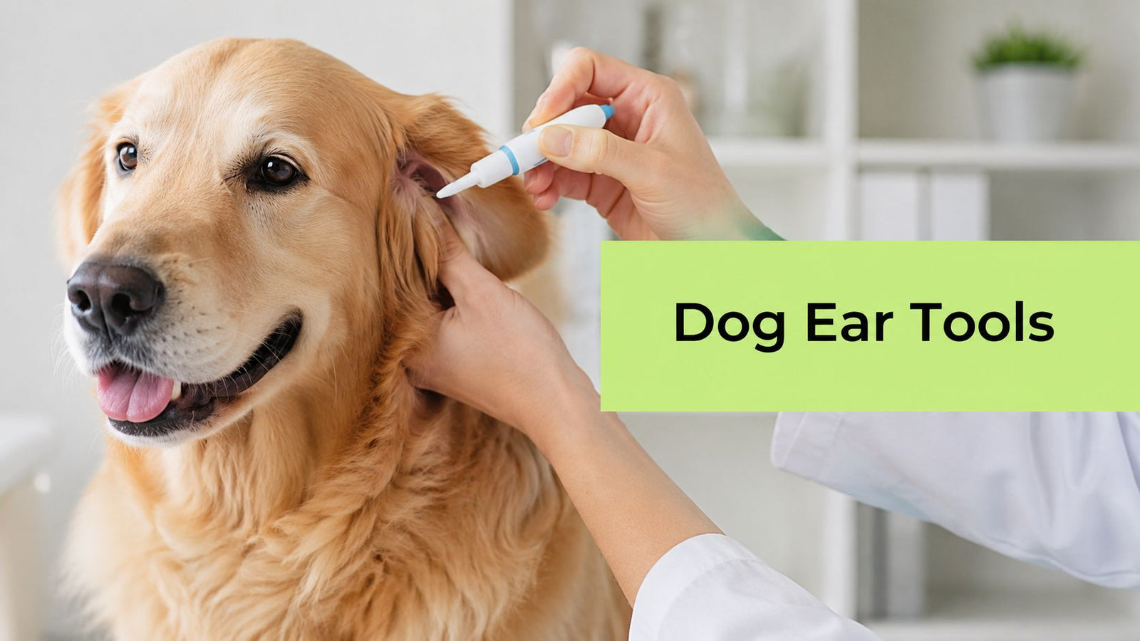 The Right Dog Ear Cleaning Tools: A Safe & Simple Guide