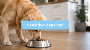 Expert Guide: Dog Food for Dogs with Sensitive Stomachs
