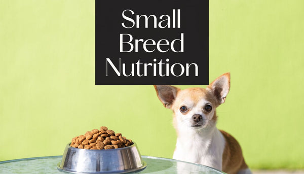 Top Dog Food for Small Breed Dogs