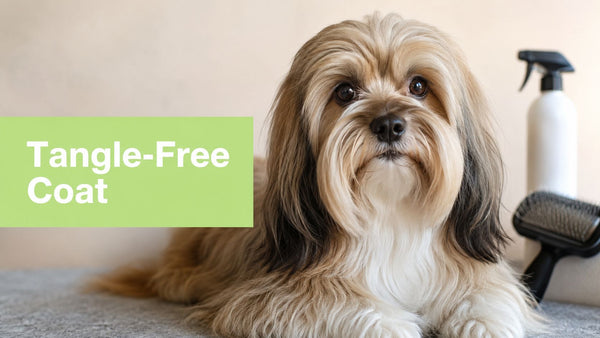Dog Hair Detangler Guide: Safe Steps for Tangle-Free Coats