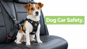 Dog Seat Belt for Small Dogs: A Buyer's Guide