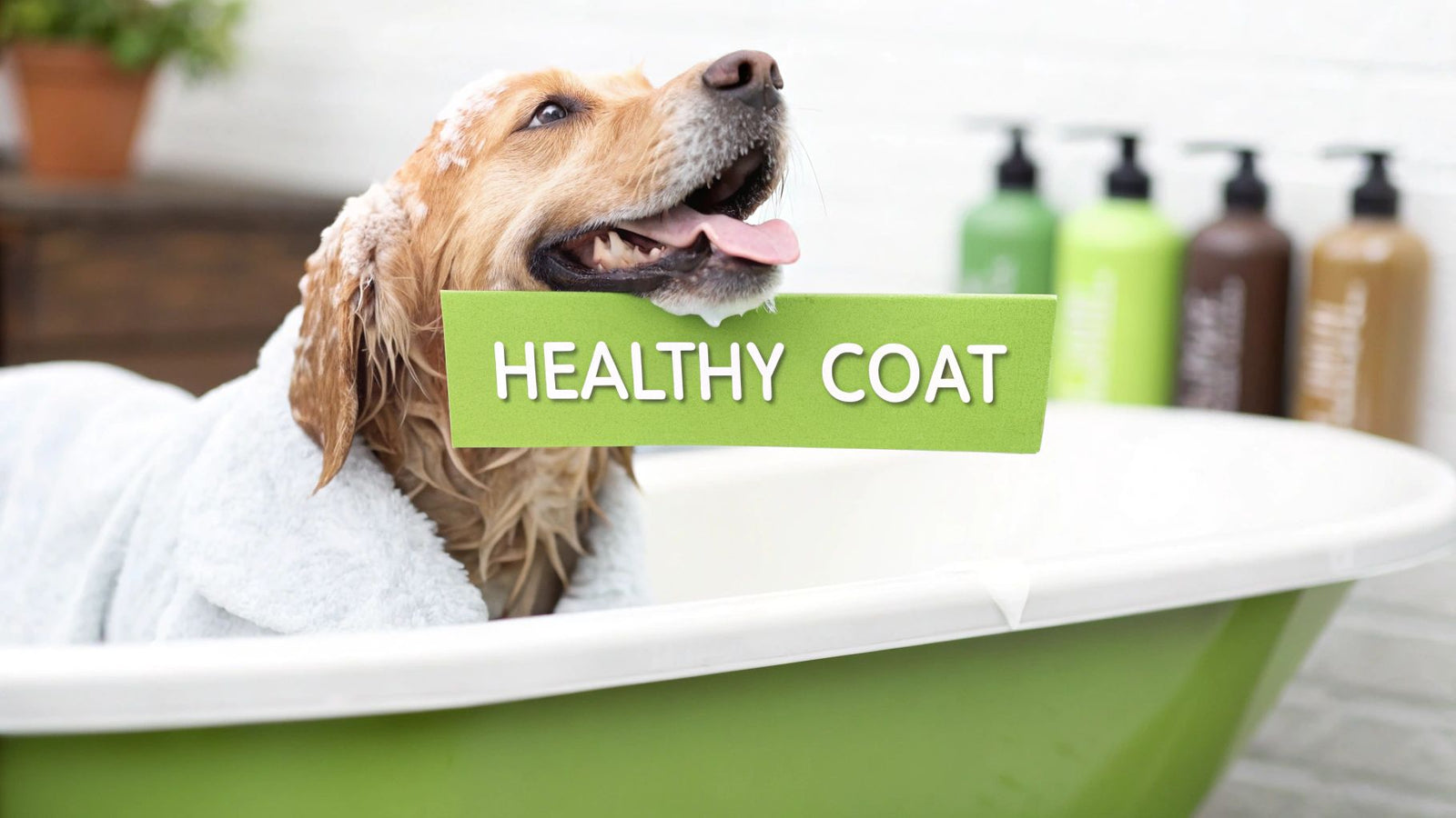 A Practical Guide to Dog Shampoo and Conditioner for a Healthy Coat
