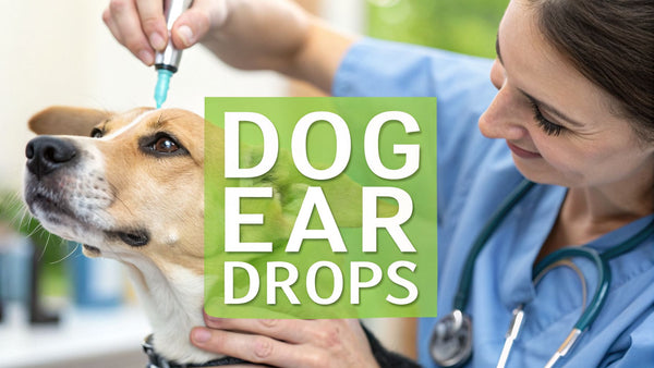 A Pet Owner's Guide to Ear Drops for Dogs