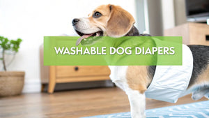 Finding and Using the Best Washable Dog Diapers: A Practical Guide