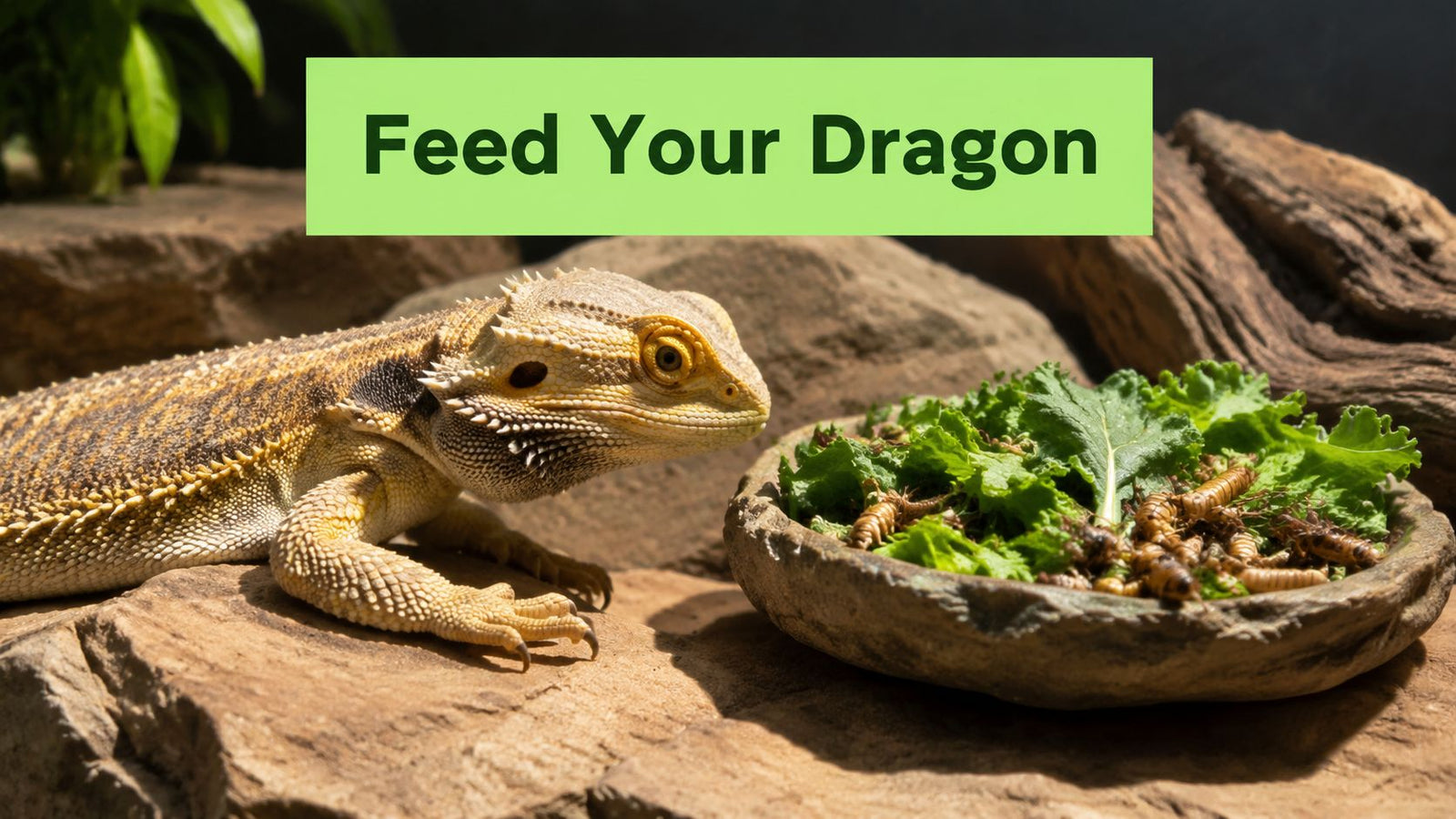 How to Feed Bearded Dragon: A Complete 2026 Guide