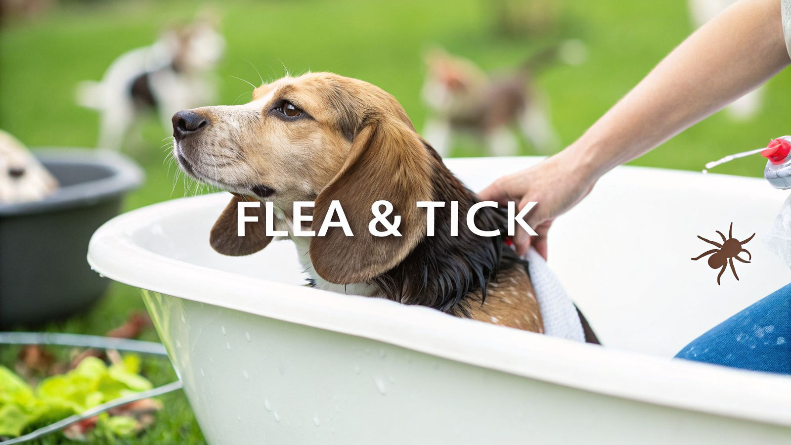 Your Guide to Flea and Tick Shampoo for Dogs