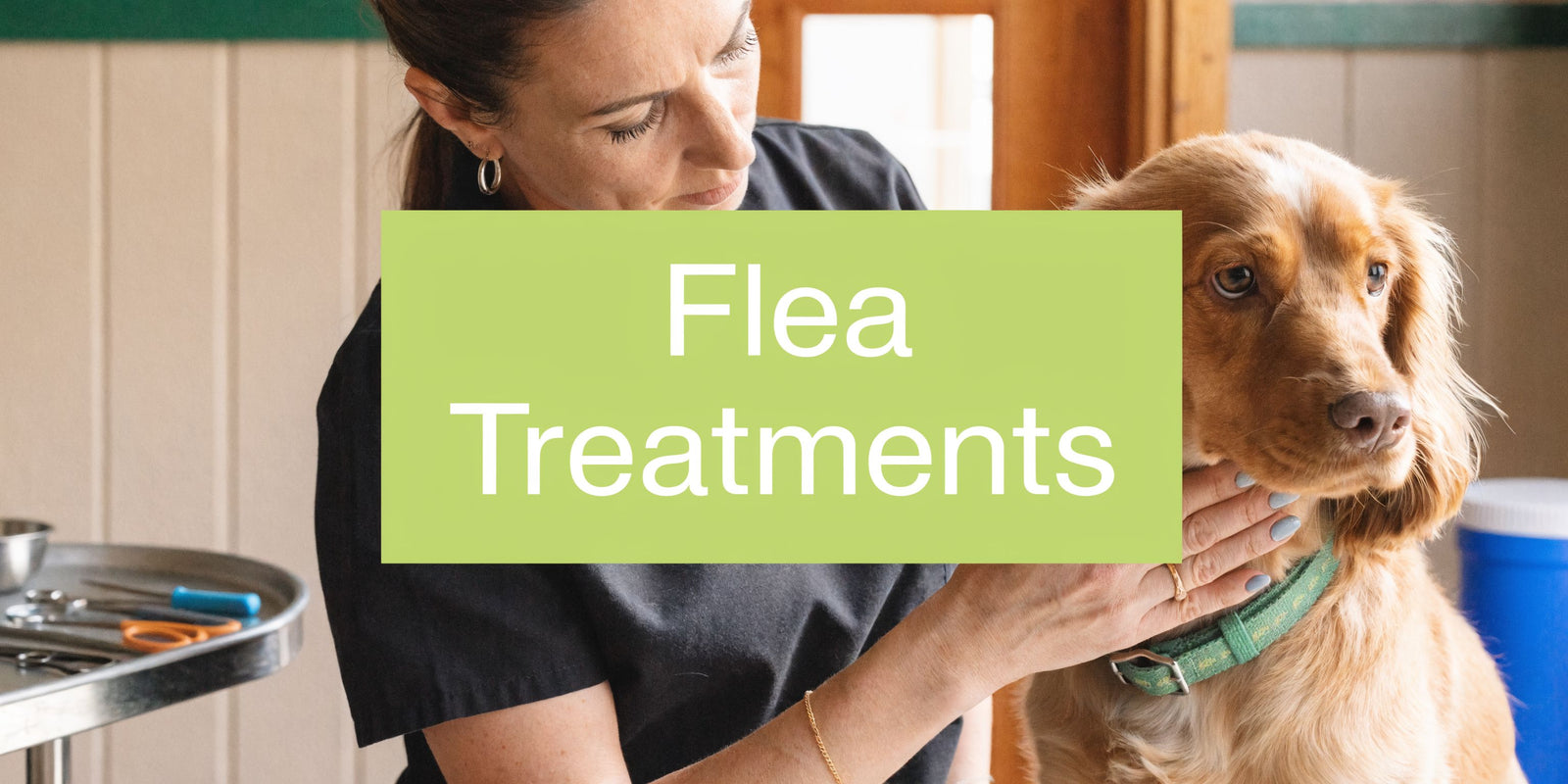 Flea Treatments for Dogs: A Complete Vet-Informed Guide