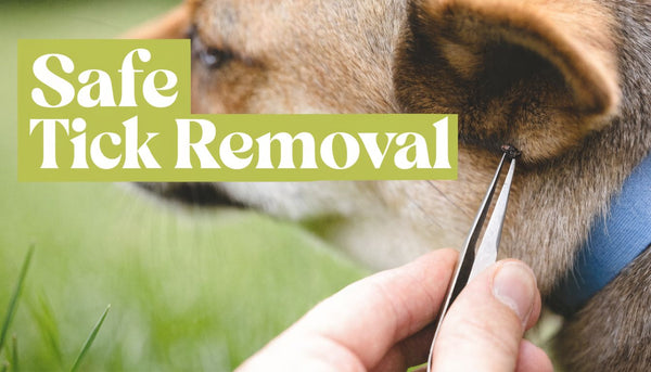 Getting a Tick Off a Dog: Your Safe Removal Guide