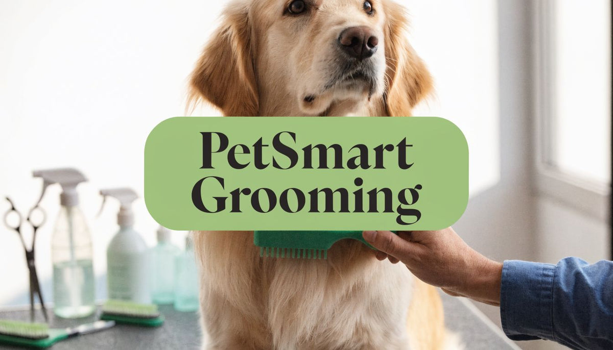 Grooming at PetSmart: An Ultimate Guide for Pet Parents