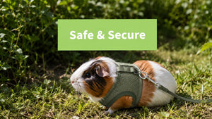 Guinea Pig Harness: A Guide to Safe and Responsible Use