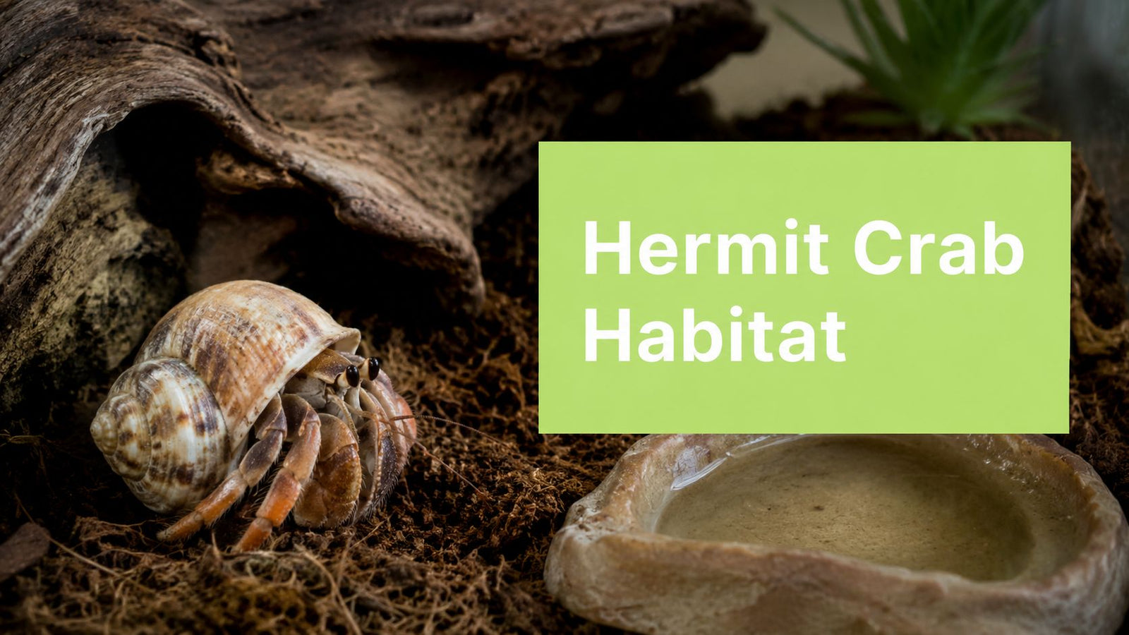 Hermit Crab Habitats: Your Complete Setup & Care Guide