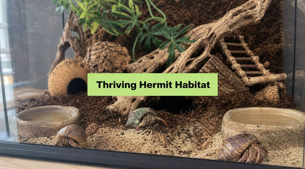 Build Thriving Hermit Crab Habitats