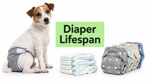 How Long Do Diapers Last for Pets: A Practical Guide