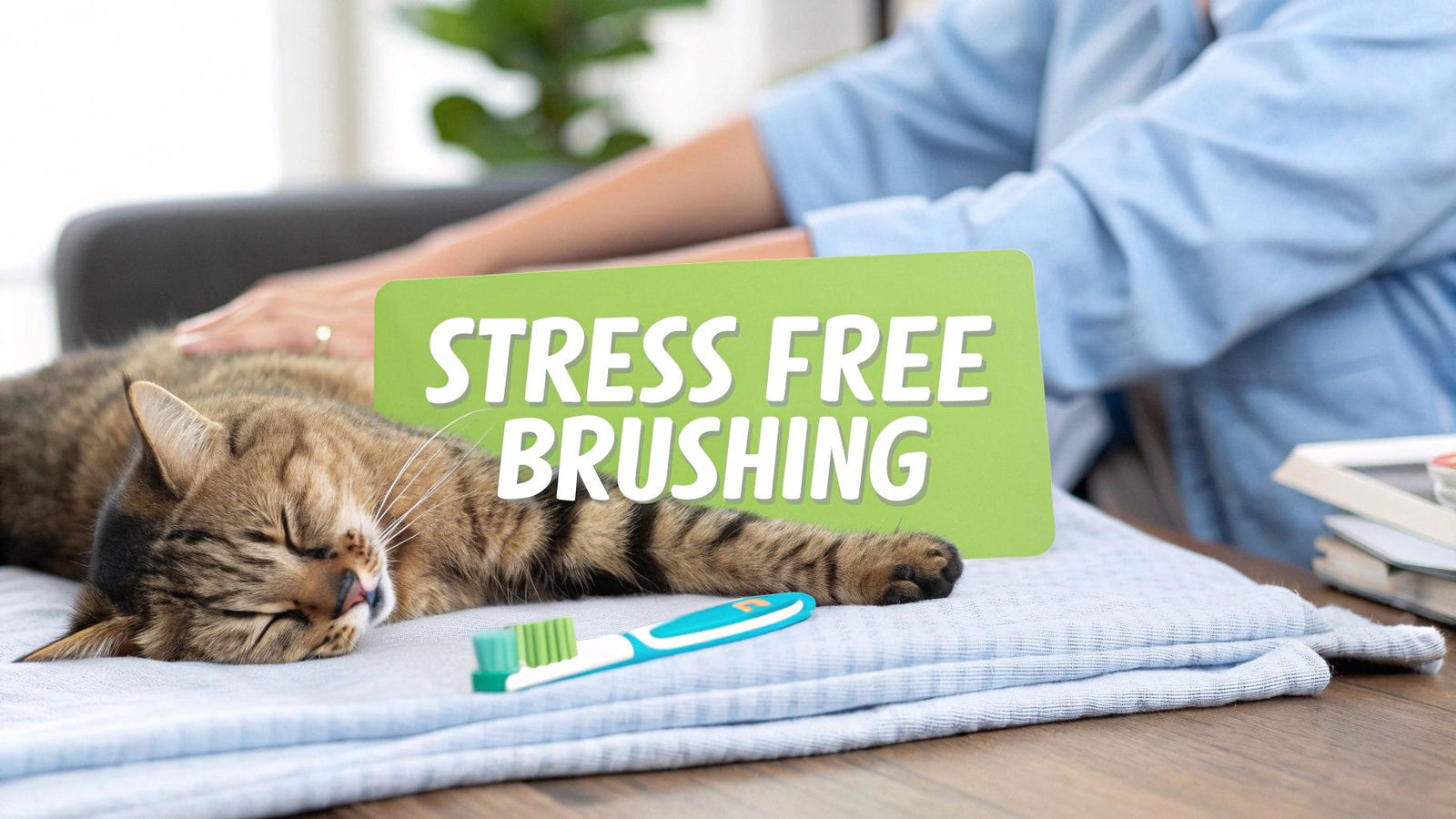 A Practical Guide on How to Brush Cat Teeth