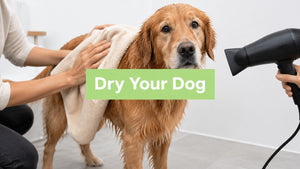 How to Dry Dog After Bath