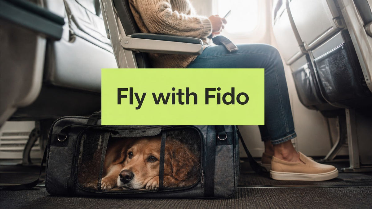 How to Fly with Large Dog in Cabin: Airline Rules and Real
