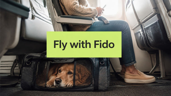 How to Fly with Large Dog in Cabin: Airline Rules and Real