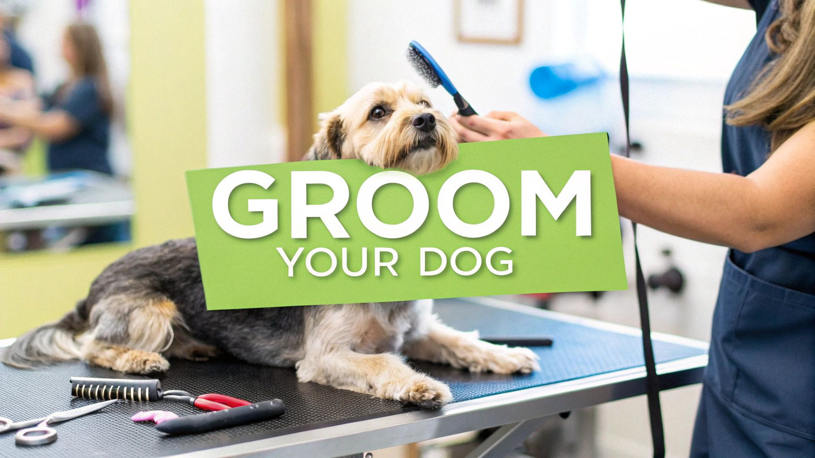 How to Groom a Dog at Home Confidently and Safely