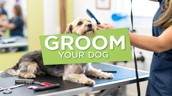 How to Groom a Dog at Home Confidently and Safely