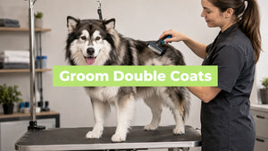 How to Groom Double Coated Dogs the Right Way