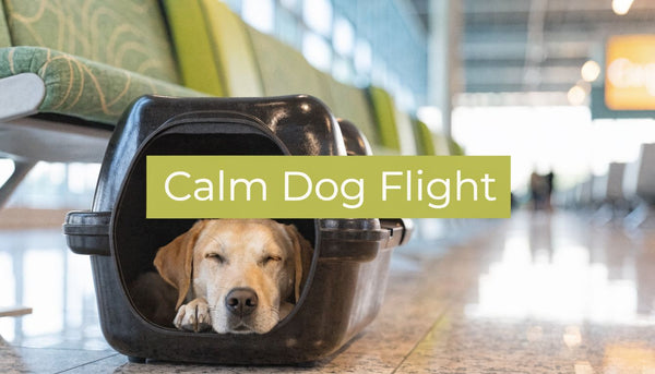 How to Keep Dog Calm on Plane: A Complete Guide