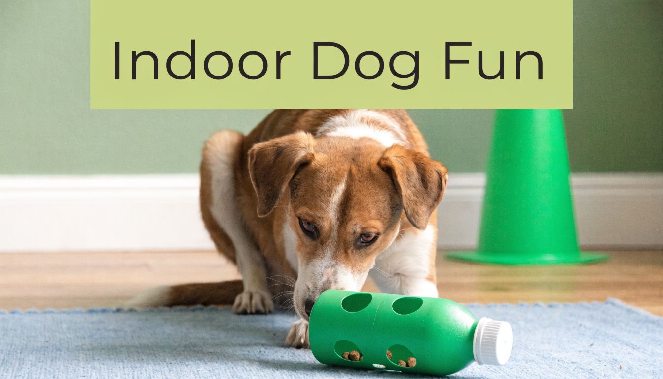 10 Fun Indoor Activities for Dogs to Beat Boredom