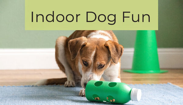 10 Fun Indoor Activities for Dogs to Beat Boredom