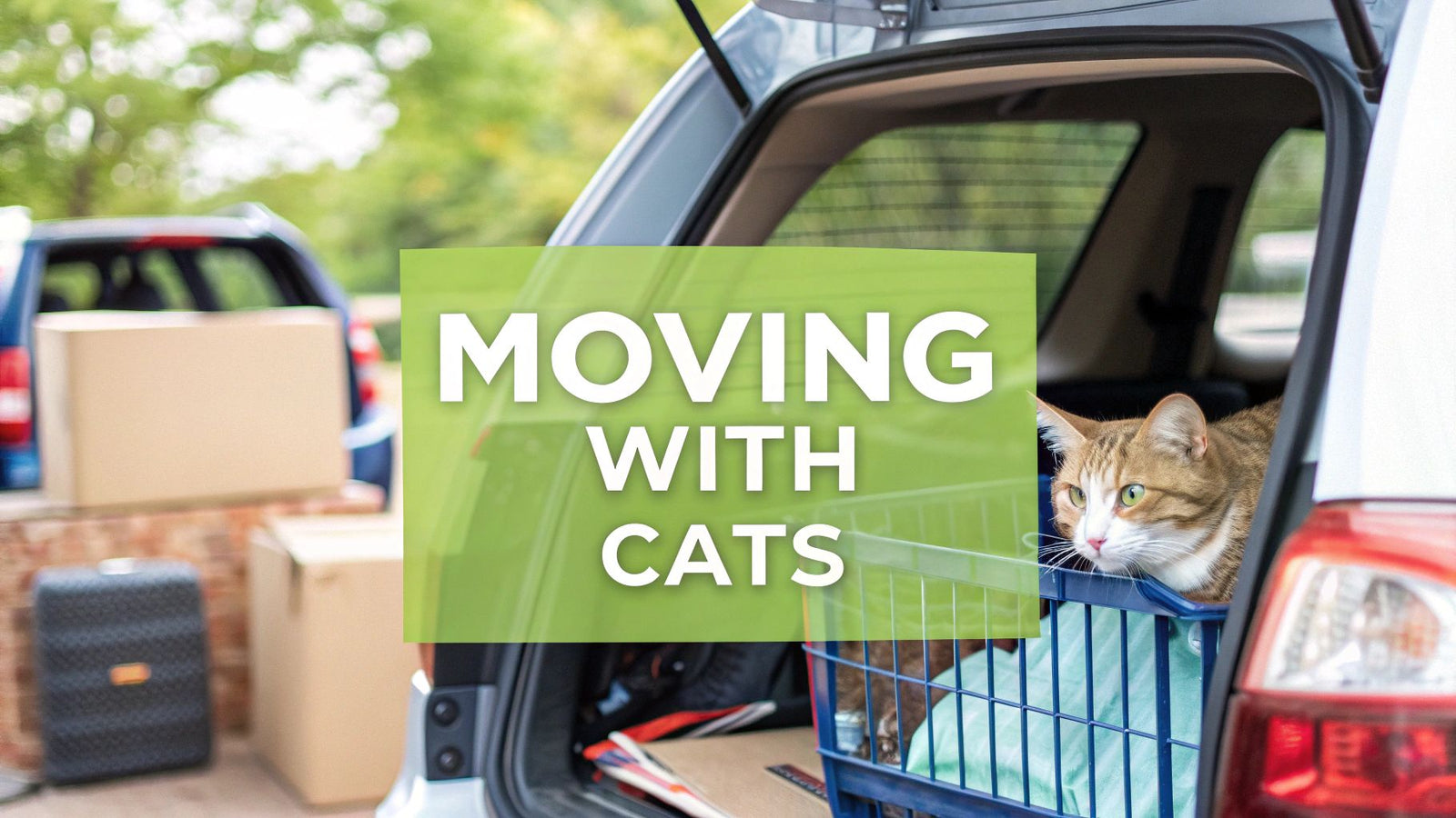 A Stress-Free Guide to Moving Across Country with Cats