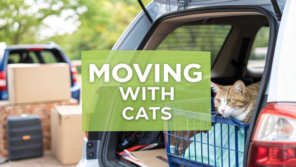 A Stress-Free Guide to Moving Across Country with Cats