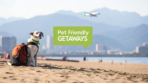 Top 12 Pet Friendly Vacation Destinations for 2026
