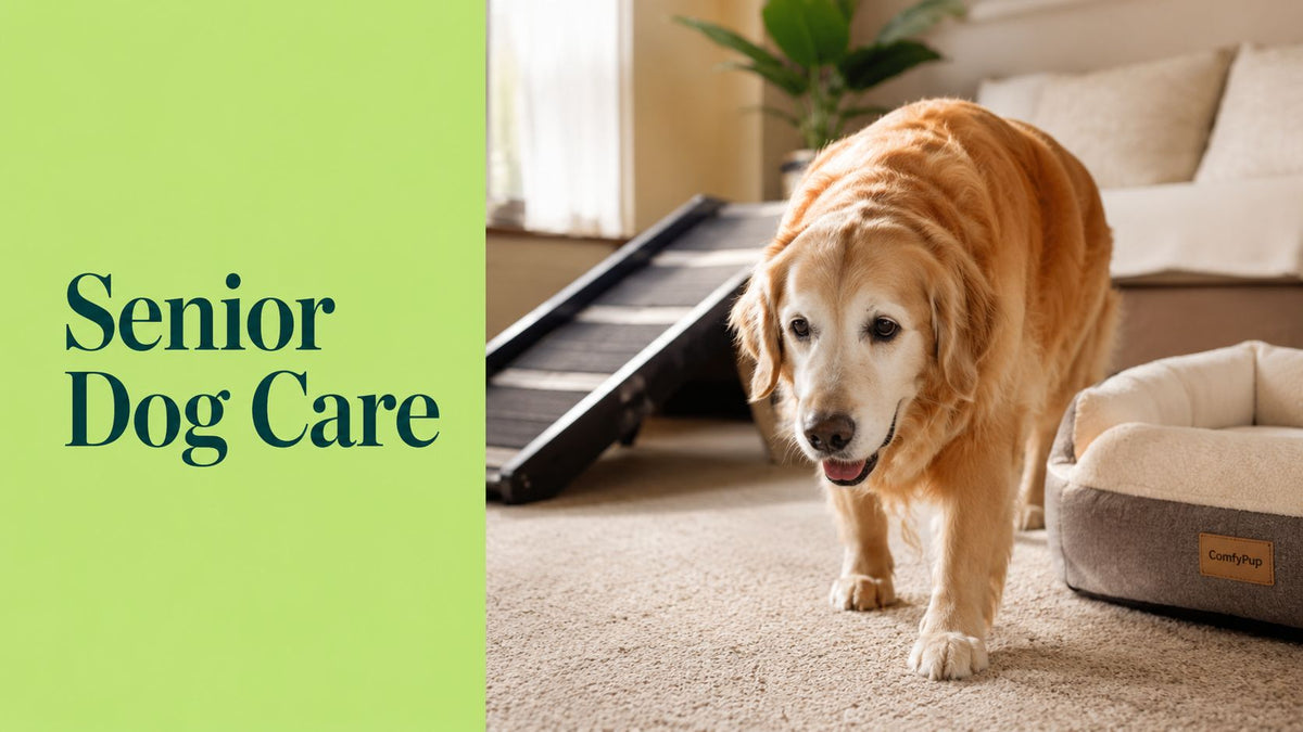 Senior Dog Care Products: Top Picks for Mobility and Comfort