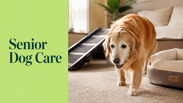 Senior Dog Care Products: Top Picks for Mobility and Comfort