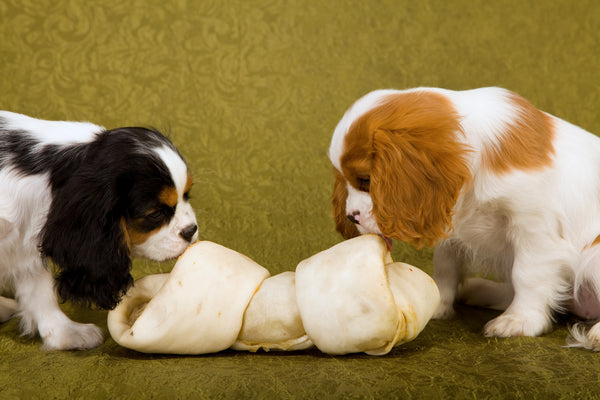 Major Reasons Why You Should Read Dog Treat Ingredient Labels