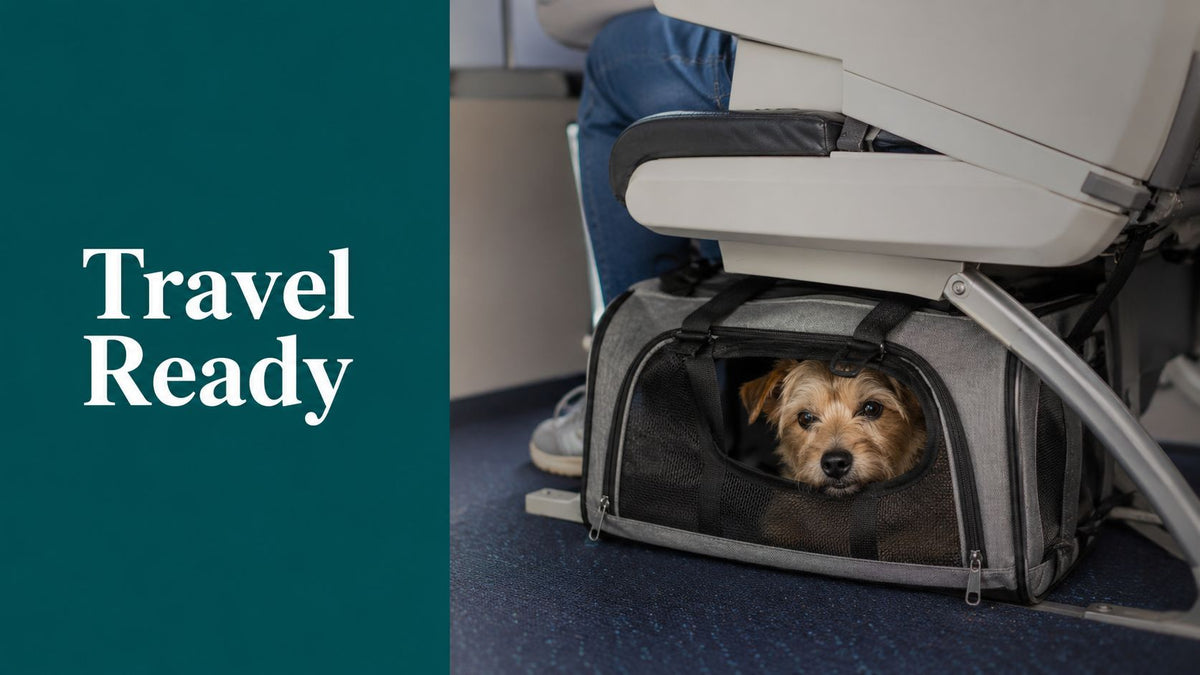Small Dog Travel Carrier: A Complete Buyer and Use Guide