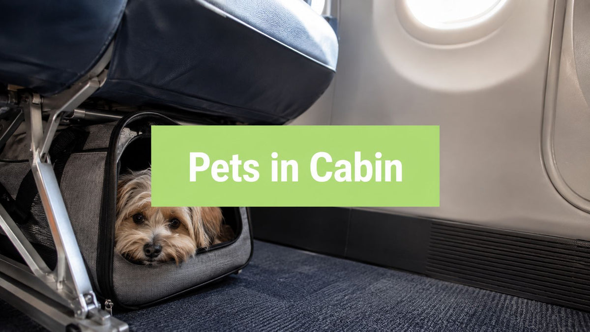 What Airlines Allow Pets in Cabin in 2026