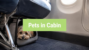 What Airlines Allow Pets in Cabin in 2026