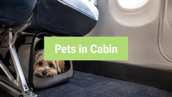 What Airlines Allow Pets in Cabin in 2026