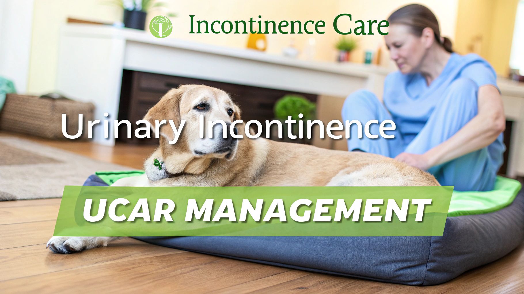 What Causes Urinary Incontinence in Dogs and How to Manage It – Pet Magasin