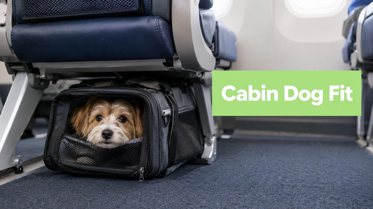 What Size Dog Can Fly in Cabin: The Complete Guide
