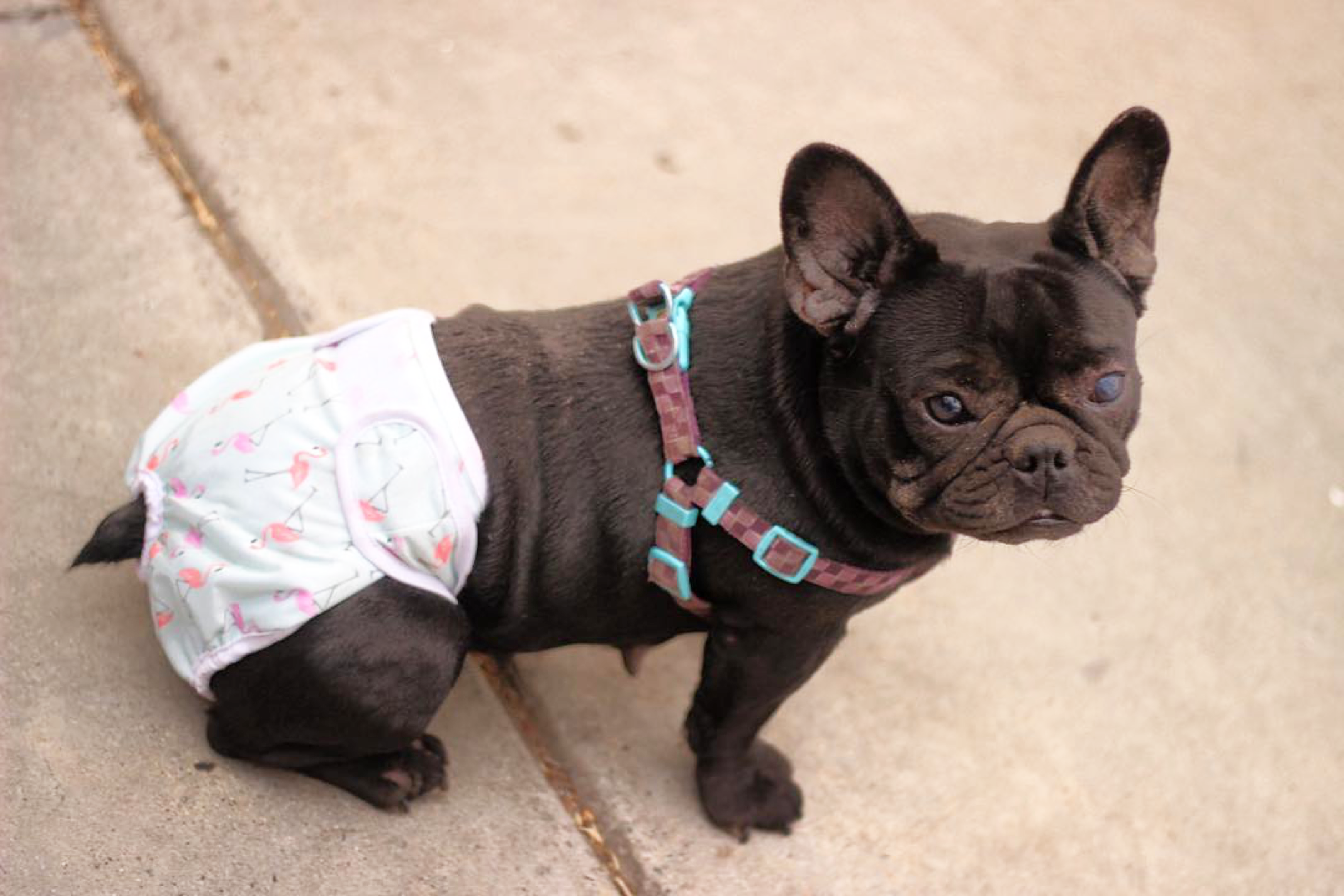 Pet Incontinence Solution